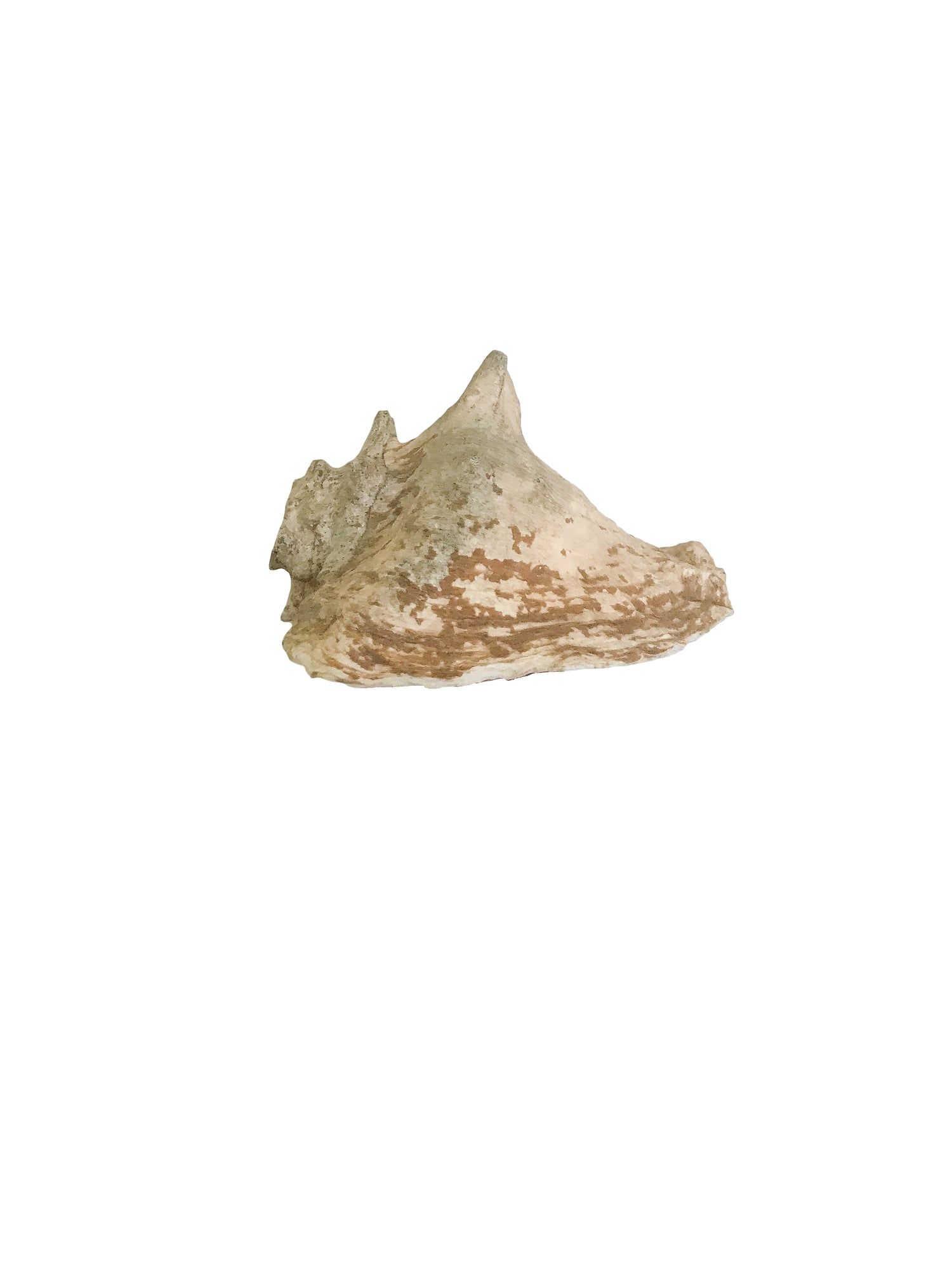 The conch shell from the other side.
